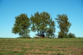 Beautiful oak tree with green foliage on a background of blue sky and green grass under the crown, summer landscape Royalty Free Stock Photo