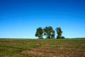 Beautiful oak tree with green foliage on a background of blue sky and green grass under the crown, summer landscape Royalty Free Stock Photo