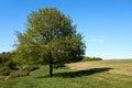 Beautiful oak tree with green foliage on a background of blue sky and green grass under the crown, summer landscape Royalty Free Stock Photo