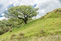 Beautiful oak tree growing on a hill in Scotland Royalty Free Stock Photo