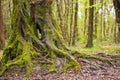 Beautiful oak tree trunk