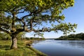 Beautiful oaks on the banks of the Neman River in the Lipichanskaya Pushcha Nature Reserve