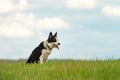 Beautiful obedient Border Collie dog is sitting proudly alone in a green meadow