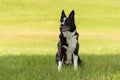 Beautiful obedient Border Collie dog is sitting proudly alone in a green meadow