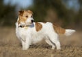 Beautiful obedient jack russell terrier pet dog standing in the grass