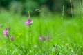 Beautiful obedient plants growing in the field.