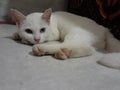 A beautiful obedient white cat girl