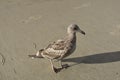 Beautiful ocean bird in Naples florida walking on the shore Royalty Free Stock Photo