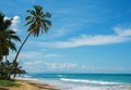 Beautiful ocean coast with tropic palms Royalty Free Stock Photo