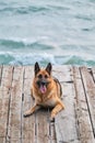 Beautiful ocean view and walk with dog on bridge. German Shepherd of black and red color of breeding show lies on wooden pier and Royalty Free Stock Photo