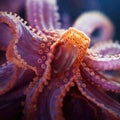 Octopus tentacles close-up Royalty Free Stock Photo