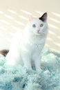 Odd eyed white cat sitting on a light blue blanket indoor Royalty Free Stock Photo