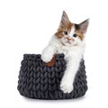 Maine Coon cat kitten on white background Royalty Free Stock Photo