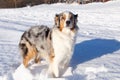 Beautiful odd-eyed merle Australian Shepherd with copper and white trim standing with alert expression in fresh snow Royalty Free Stock Photo