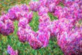 Beautiful oil painted Dutch flowers blooming in spring field