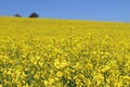 Beautiful oil seed rape, Brassica napus flowers. Golden blossoming rapessed field and blue sky in sunny day. Rural Royalty Free Stock Photo