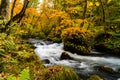 Beautiful Oirase mountain Stream flow through the forest of colorful foliage in autumn season Royalty Free Stock Photo