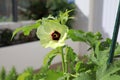 Beautiful okra blossom