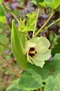 Beautiful okra flower with fruit, natural