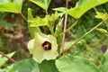 Beautiful okra flower with fruit in the garden