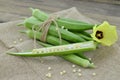 Beautiful okra flower with fruit on wooden table