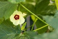 Beautiful okra flower plant.  yellow okra flower. Okra, lady`s finger plant blooming Royalty Free Stock Photo