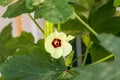 Beautiful okra flower plant.  yellow okra flower. Okra, lady`s finger plant blooming Royalty Free Stock Photo