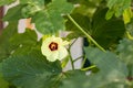 Beautiful okra flower plant.  yellow okra flower. Okra, lady`s finger plant blooming Royalty Free Stock Photo