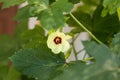 Beautiful okra flower plant.  yellow okra flower. Okra, lady`s finger plant blooming Royalty Free Stock Photo