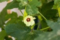 Beautiful okra flower plant.  yellow okra flower. Okra, lady`s finger plant blooming Royalty Free Stock Photo