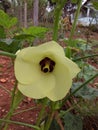 Beautiful okra flower planted in the south of minas gerais brazil