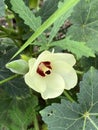 beautiful okra flowers in the garden Royalty Free Stock Photo
