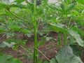 This is a beautiful okra plants