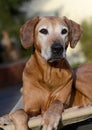 A beautiful old African Rhodesian Ridgeback hound dog with grey face is looking interested with bright open eyes Royalty Free Stock Photo