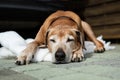 A beautiful old African Rhodesian Ridgeback hound dog with grey face is lying on a blanket in the backyard outdoors Royalty Free Stock Photo