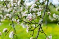 Beautiful old apple tree garden blossoming on sunny spring day Royalty Free Stock Photo