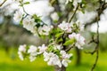 Beautiful old apple tree garden blossoming on sunny spring day Royalty Free Stock Photo