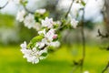 Beautiful old apple tree garden blossoming on sunny spring day Royalty Free Stock Photo