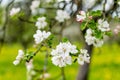 Beautiful old apple tree garden blossoming on sunny spring day Royalty Free Stock Photo