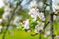 Beautiful old apple tree garden blossoming on sunny spring day Royalty Free Stock Photo