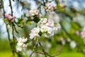 Beautiful old apple tree garden blossoming on sunny spring day Royalty Free Stock Photo