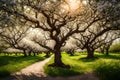 Beautiful old apple tree garden blossoming on sunny spring day Royalty Free Stock Photo