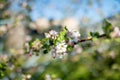 Beautiful old apple tree garden blossoming on sunny spring day. Beauty in nature. Tender apple branches in spring Royalty Free Stock Photo