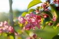 Beautiful old apple tree garden blossoming on sunny spring day. Beauty in nature. Tender apple branches in spring Royalty Free Stock Photo