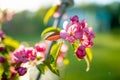 Beautiful old apple tree garden blossoming on sunny spring day. Beauty in nature. Tender apple branches in spring Royalty Free Stock Photo