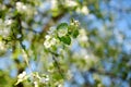 Beautiful old apple tree garden blossoming on sunny spring day Royalty Free Stock Photo