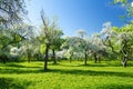 Beautiful old apple tree garden blossoming on sunny spring day Royalty Free Stock Photo