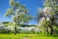 Beautiful old apple tree garden blossoming on sunny spring day Royalty Free Stock Photo