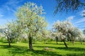 Beautiful old apple tree garden blossoming on sunny spring day Royalty Free Stock Photo