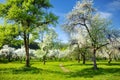 Beautiful old apple tree garden blossoming on sunny spring day Royalty Free Stock Photo